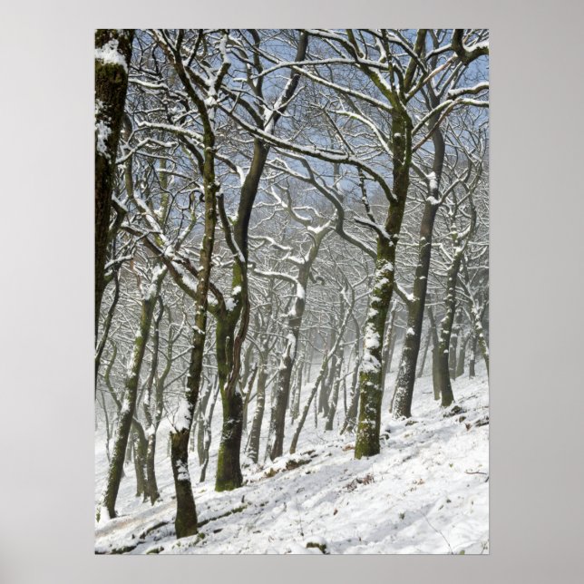 Macclesfield Forest Winter Card-Kanvastryck Poster (Framsidan)