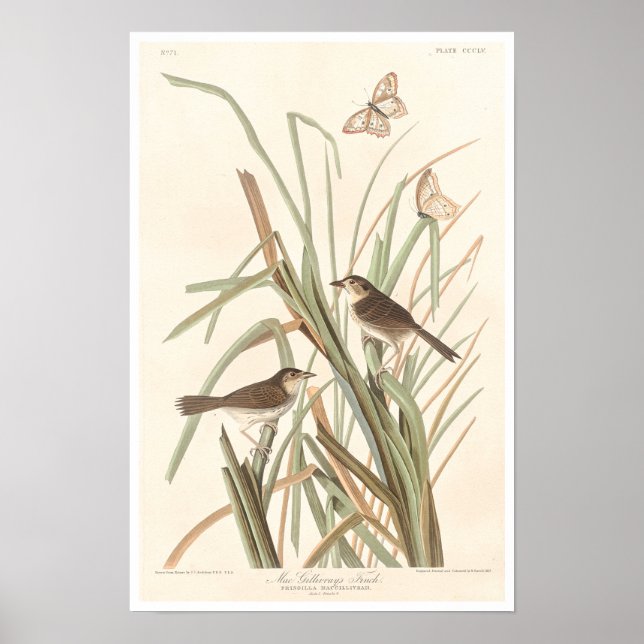 MacGillivray's Finch by Audubon Poster (Framsidan)