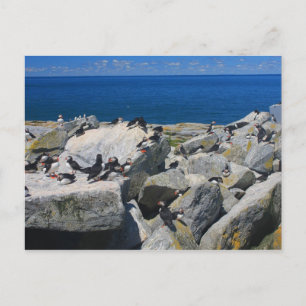 Machias Seal Island Lunnefåglar Alkekungar Vykort