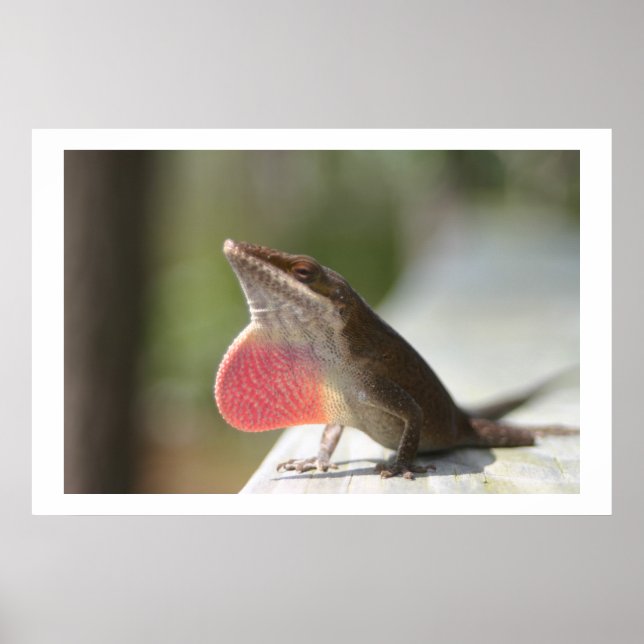 Macho Anole Poster (Framsidan)