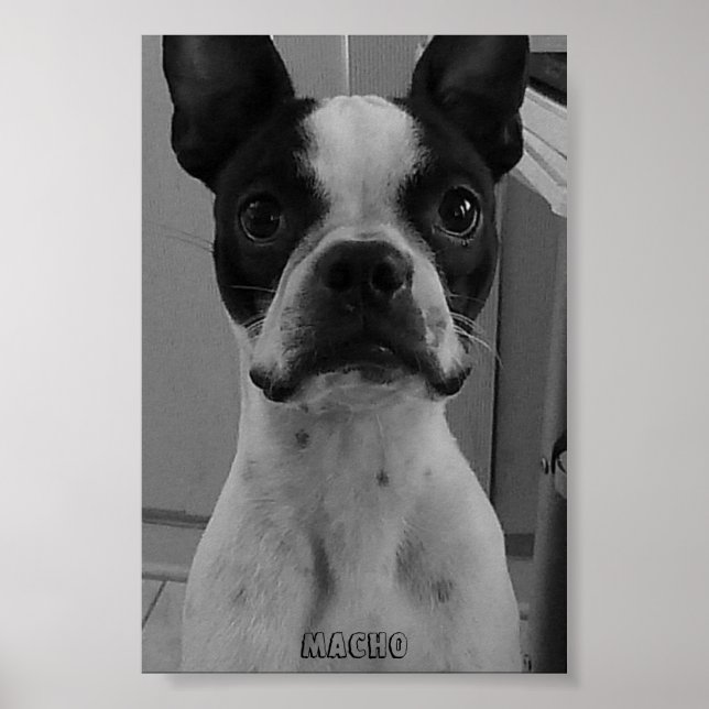 Macho the Boston Terrier Poster (Framsidan)