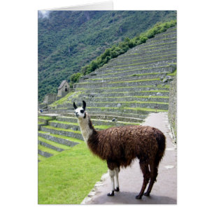 machu llama-utseende hälsningskort