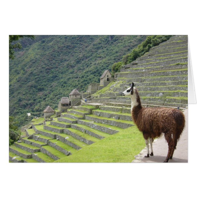 machu llama-vy hälsningskort (Framsidan Horizontal)