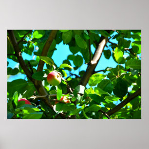 Macintoshäpplen på den trädIle D'Orleans affisc Poster