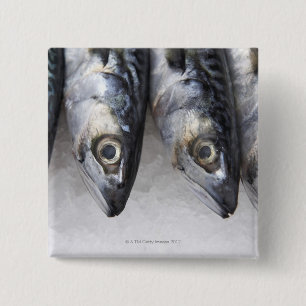 Mackerelfisken som är ny fångar av dagen knapp
