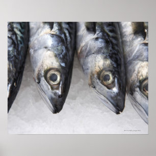 Mackerelfisken som är ny fångar av dagen poster