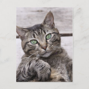 Mackereltabby katt vykort