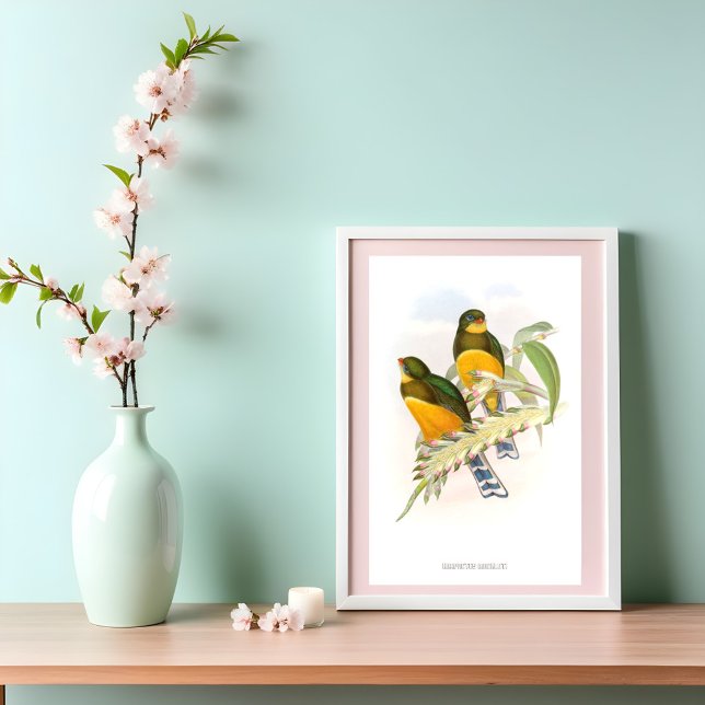 Macklot’s Trogon (1850-1883) Poster (Skapare uppladdad)