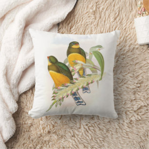 Macklot's Trogon Kudde