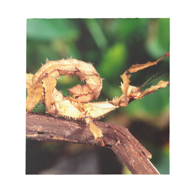 Macleays Specter (Spiney Stick Insekt), Anteckningsblock (Framsida)