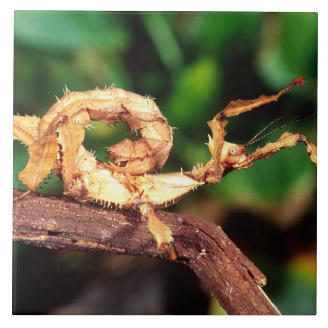 Macleays Specter (Spiney Stick Insekt), Kakelplatta (Framsidan)