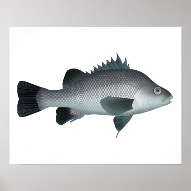 Macquarie Perch Poster (Framsidan)