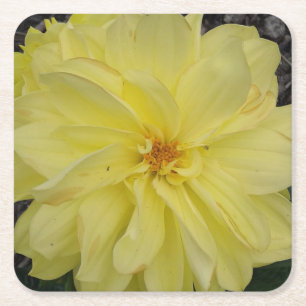 Macro Gult Dahlia Flower Underlägg Papper Kvadrat