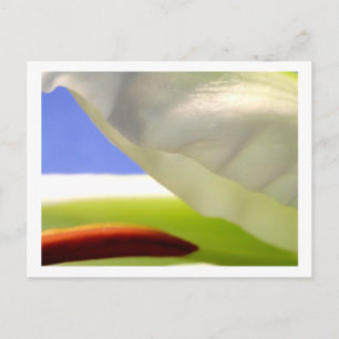 Macro Lily II Vykort