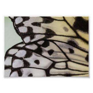 Macro Nymph Butterfly Vinge Fototryck