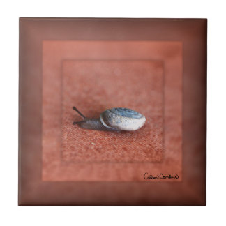Macro Photograph of Snail on Terracotta Kakelplatta