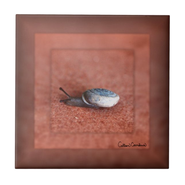 Macro Photograph of Snail on Terracotta Kakelplatta (Framsidan)