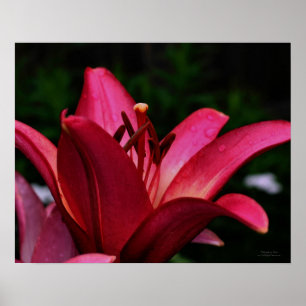 Macro Red Lily-Blommigten Poster Skriv ut
