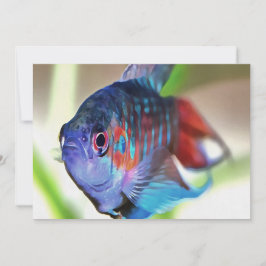 Macropodus opercularis