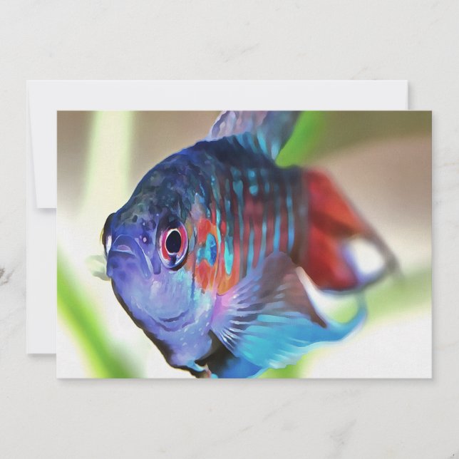 Macropodus opercularis (Framsida)