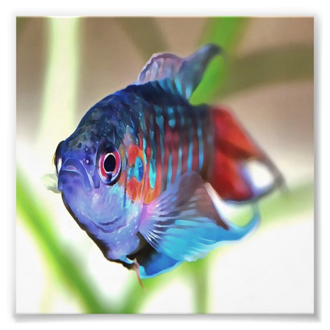 Macropodus opercularis fototryck (Framsidan)