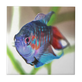 Macropodus opercularis kakelplatta