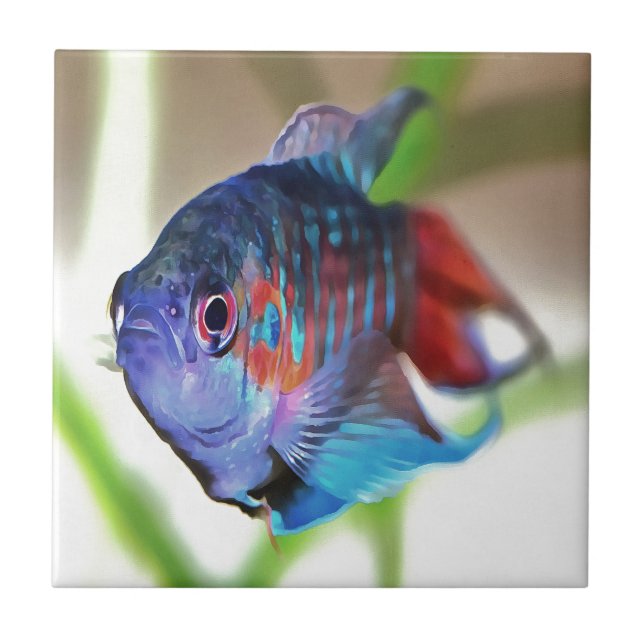 Macropodus opercularis kakelplatta (Framsidan)