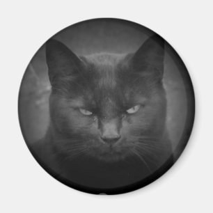 Mad Black cat-spotlight Magnet