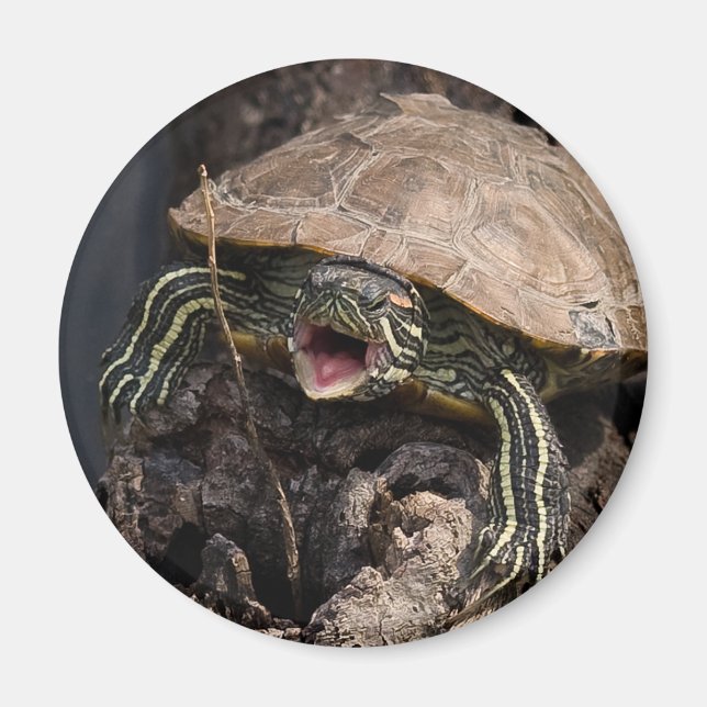 Mad Turtle Magnet (Framsidan)