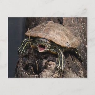 Mad Turtle-vykort Vykort