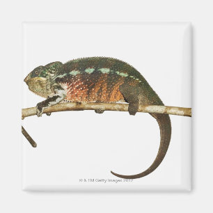 Madagascar 2 magnet