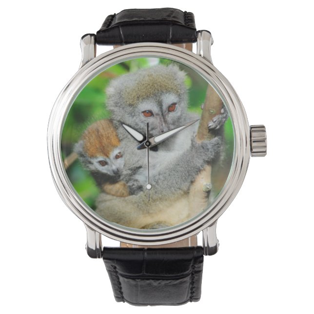 Madagascar, Andasibe, Ile Aux Lemuriens, Mor Armbandsur (Framsida)