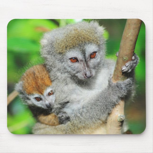 Madagascar, Andasibe, Ile Aux Lemuriens, Mor Musmatta (Framsidan)