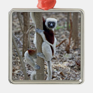 Madagascar, Ankarafantsika reservat; Ampijoroa; Julgransprydnad Metall