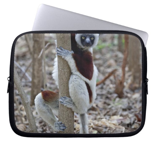 Madagascar, Ankarafantsika reservat; Ampijoroa; Laptop Sleeve (Framsidan)