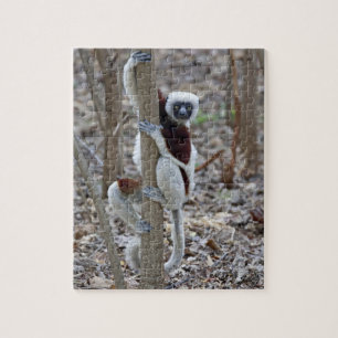 Madagascar, Ankarafantsika reservat; Ampijoroa; Pussel