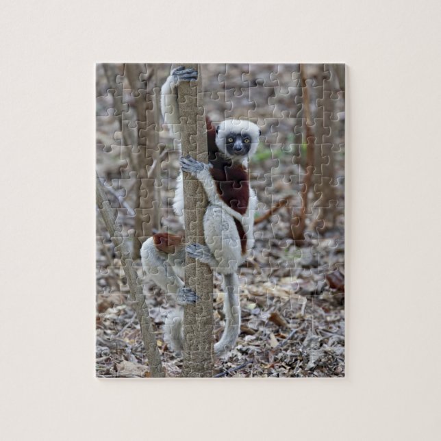 Madagascar, Ankarafantsika reservat; Ampijoroa; Pussel (Vertikal)