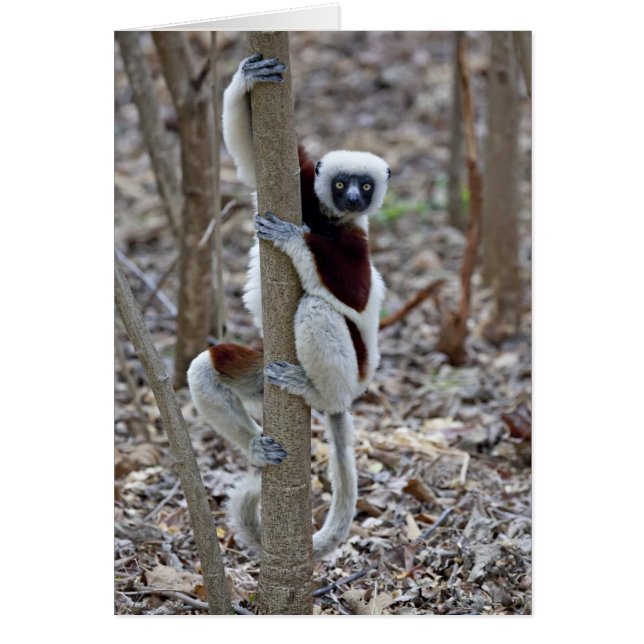 Madagascar, Ankarafantsika reservatet; Ampijoroa; Hälsningskort (Framsidan)