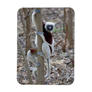 Madagascar, Ankarafantsika reservatet; Ampijoroa; Magnet