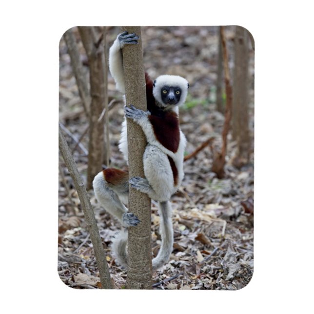 Madagascar, Ankarafantsika reservatet; Ampijoroa; Magnet (Vertikal)