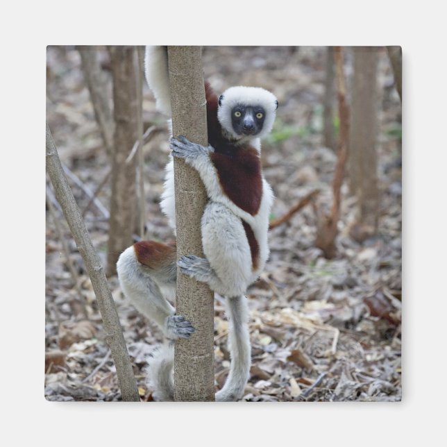 Madagascar, Ankarafantsika reservatet; Ampijoroa; Magnet (Framsidan)