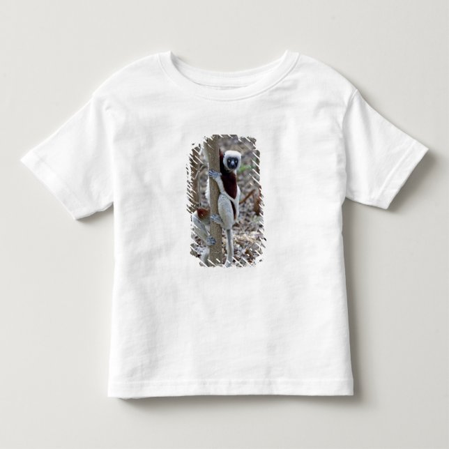 Madagascar, Ankarafantsika reservatet; Ampijoroa; Tee Shirt (Framsida)