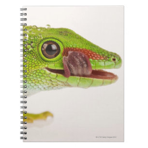 Madagascar daggecko (den Phelsuma Anteckningsbok Med Spiral