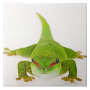 Madagascar daggecko (den Phelsuma Kakelplatta