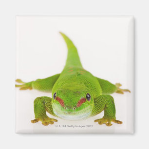 Madagascar daggecko (den Phelsuma Magnet