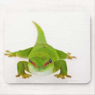 Madagascar daggecko (den Phelsuma Musmatta
