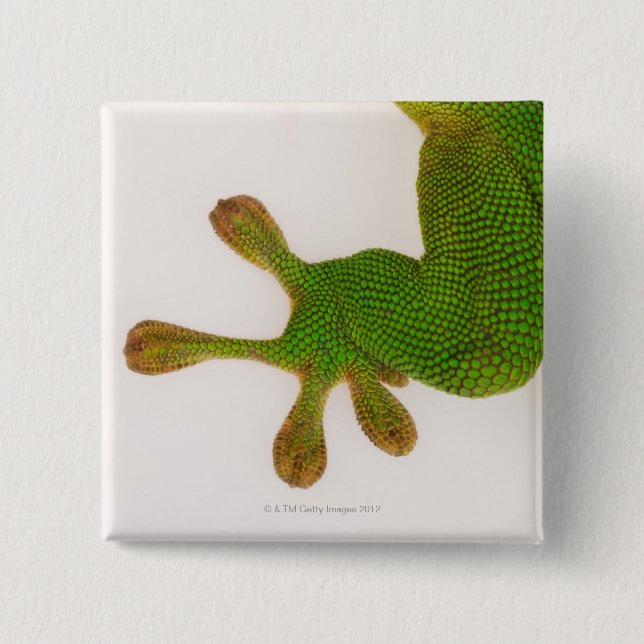 Madagascar daggecko (Phelsuma madagascariensis 2 Knapp (Framsida)