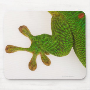 Madagascar daggecko (Phelsuma madagascariensis 2 Musmatta