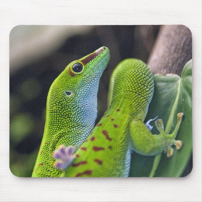 Madagascar day gecko musmatta (Framsidan)