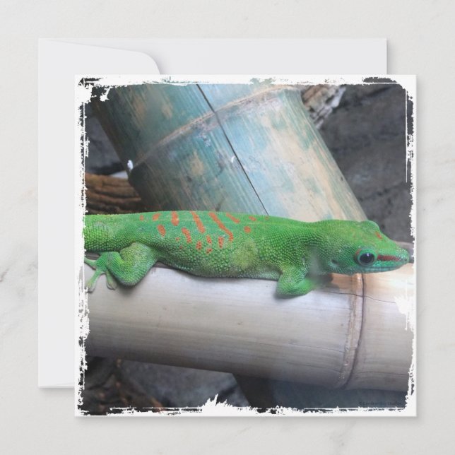 Madagascar kvadrerar den jätte- daggeckoen inbjudningar (Framsida)